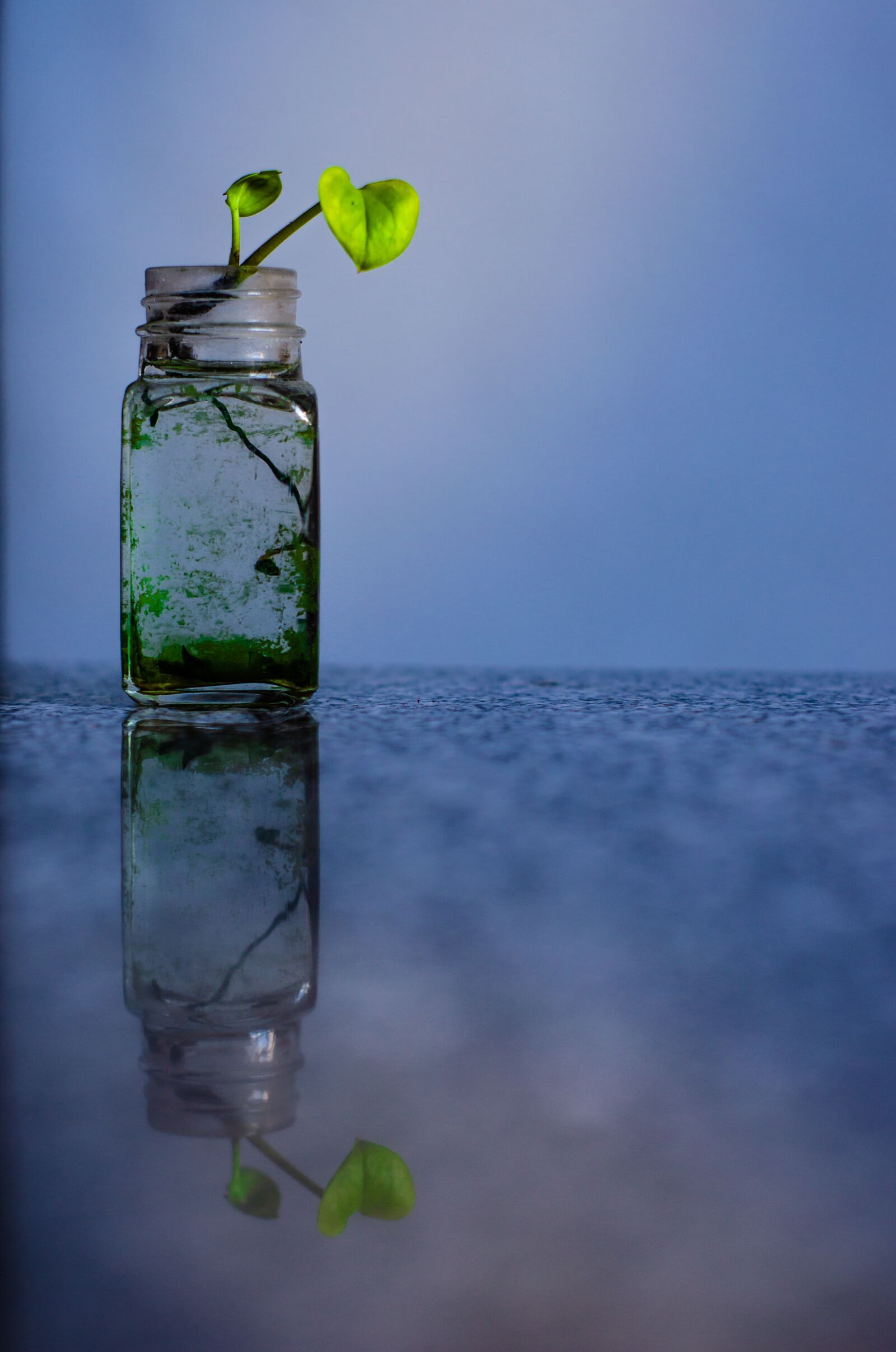 Nikon D7000 sample photo. Plant, green, leaves photography