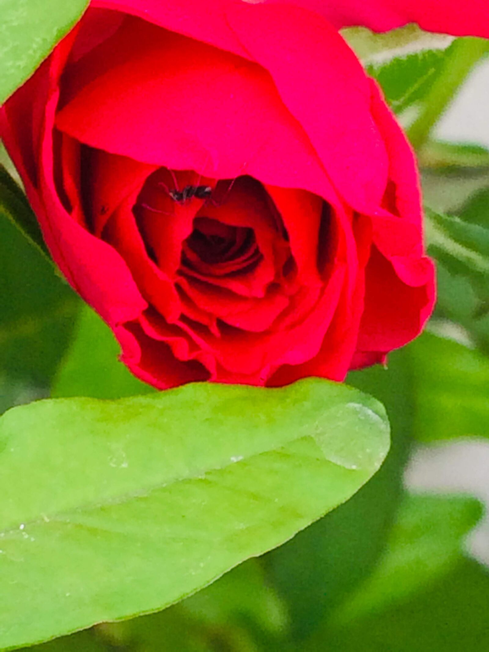 iPhone 5s back camera 4.15mm f/2.2 sample photo. Rose, plants, flower photography