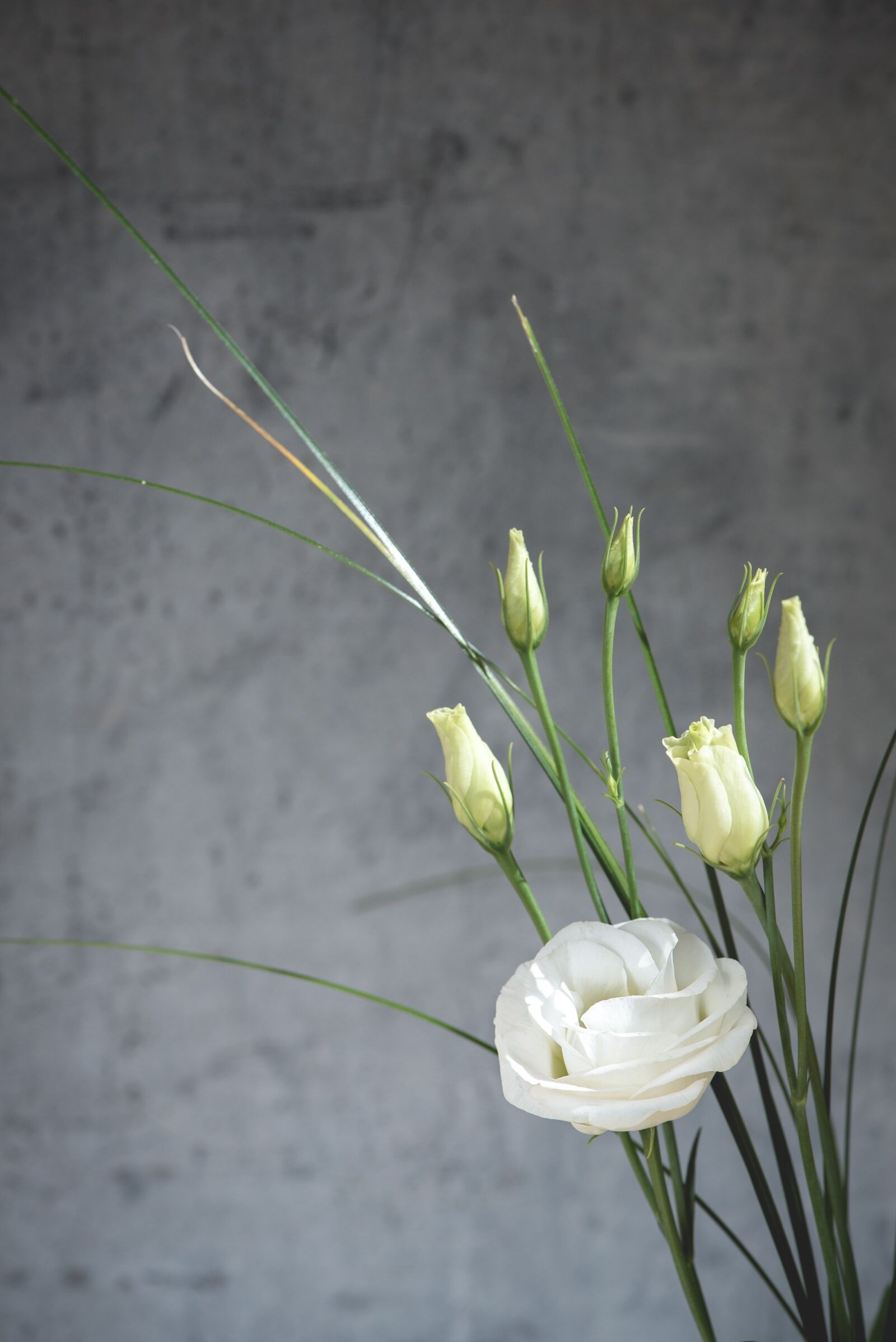 Nikon D750 sample photo. Lisianthus, flower, blossom photography