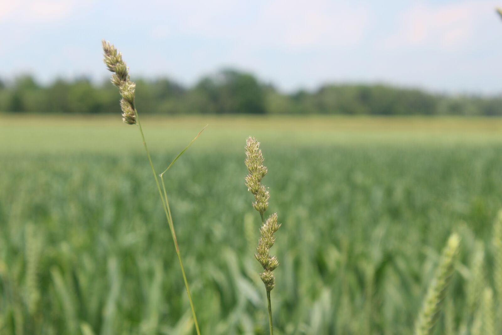 Canon EOS 1300D (EOS Rebel T6 / EOS Kiss X80) sample photo. Grasses, fields, grain fields photography