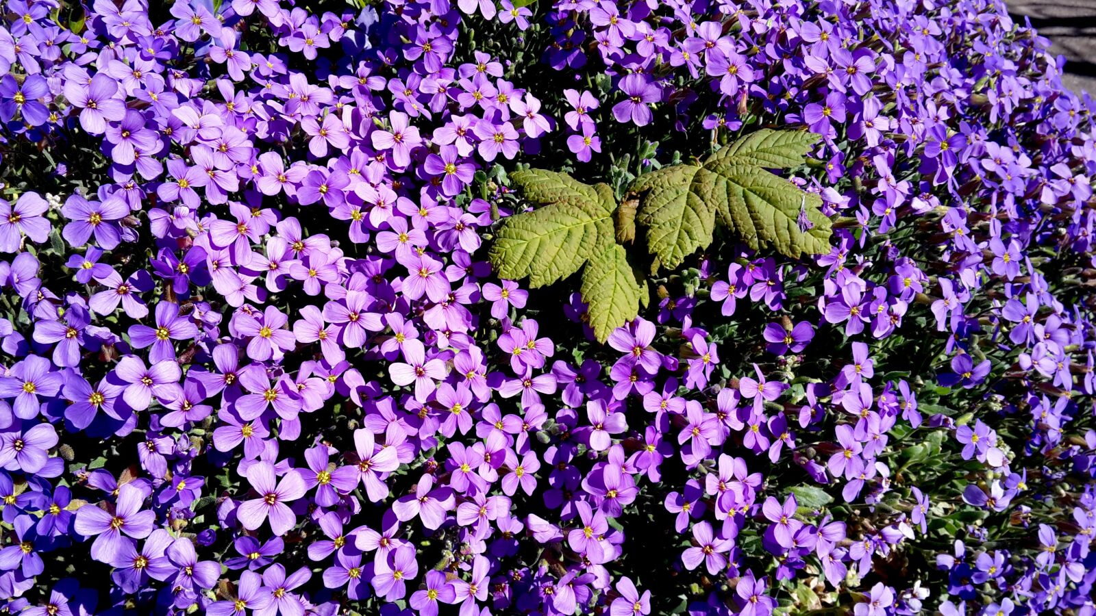 Samsung Galaxy S5 Mini sample photo. Flower, plant, garden photography