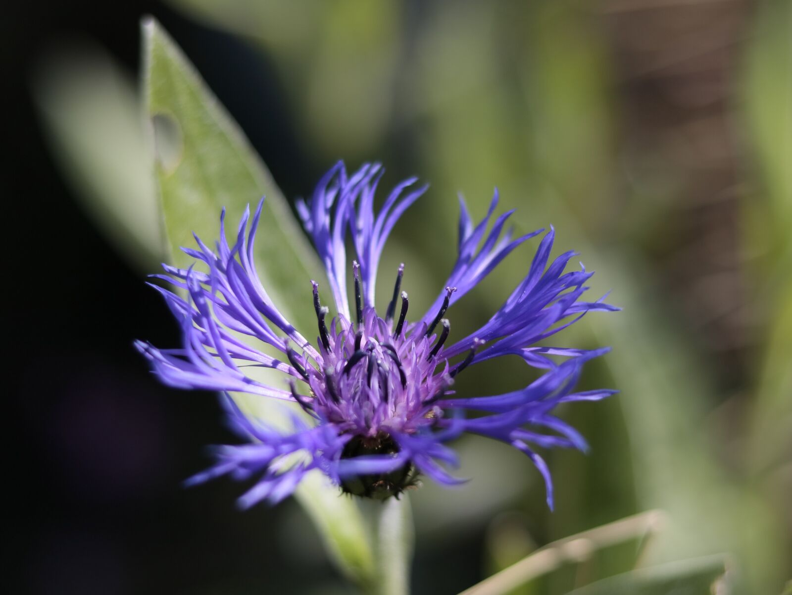 Canon EOS 750D (EOS Rebel T6i / EOS Kiss X8i) sample photo. Flowers, garden, romantic photography