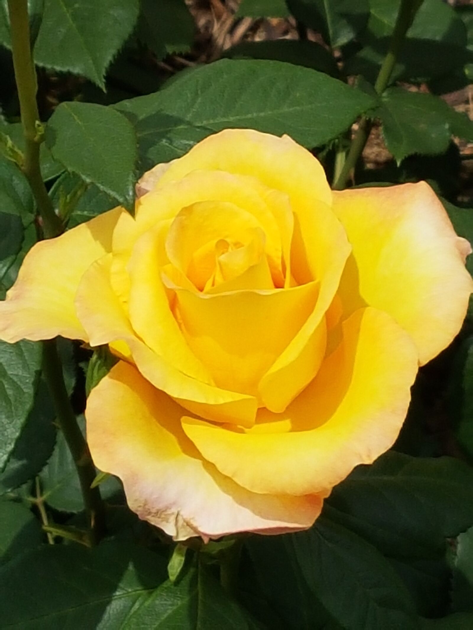 Samsung Galaxy S7 sample photo. Yellow roses, beautiful rose photography