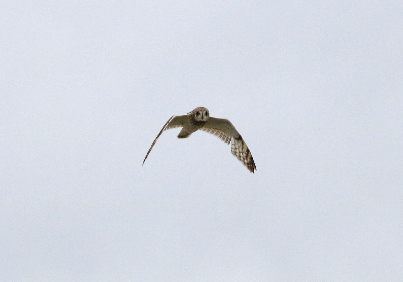 Canon EOS 750D (EOS Rebel T6i / EOS Kiss X8i) sample photo