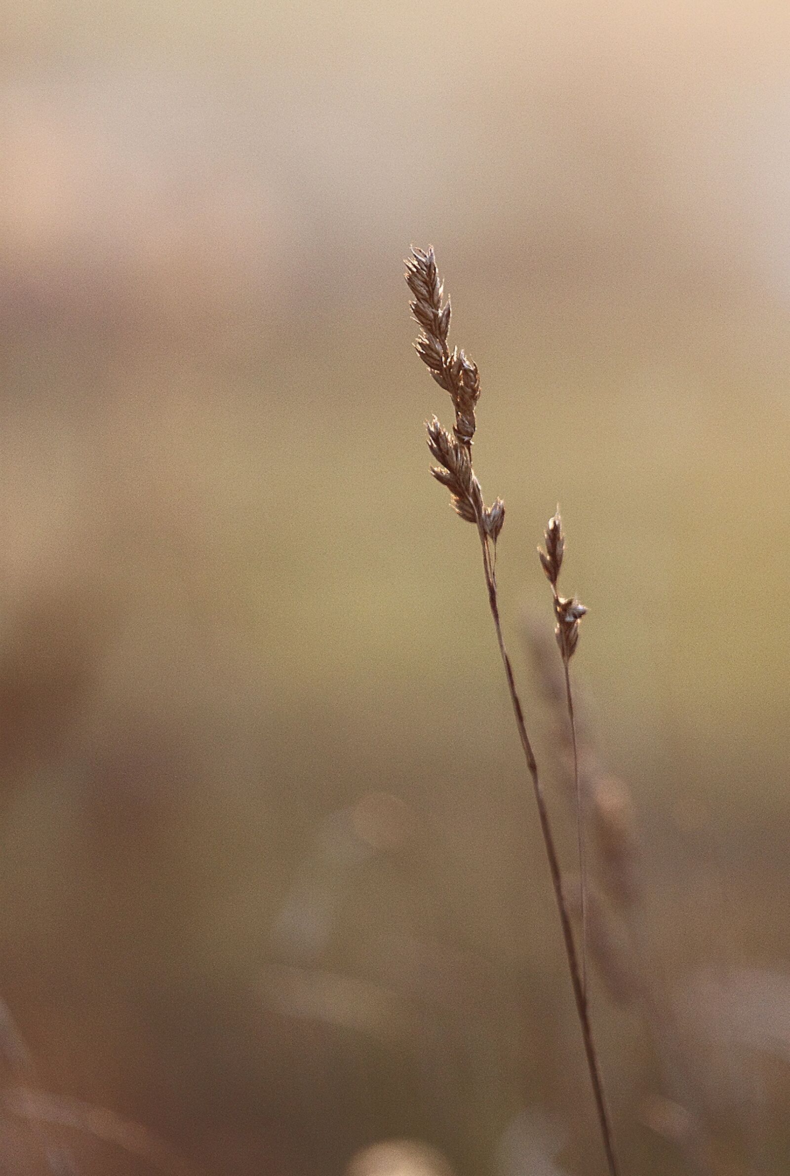 Canon EOS 500D (EOS Rebel T1i / EOS Kiss X3) sample photo. Grass, march, nature photography