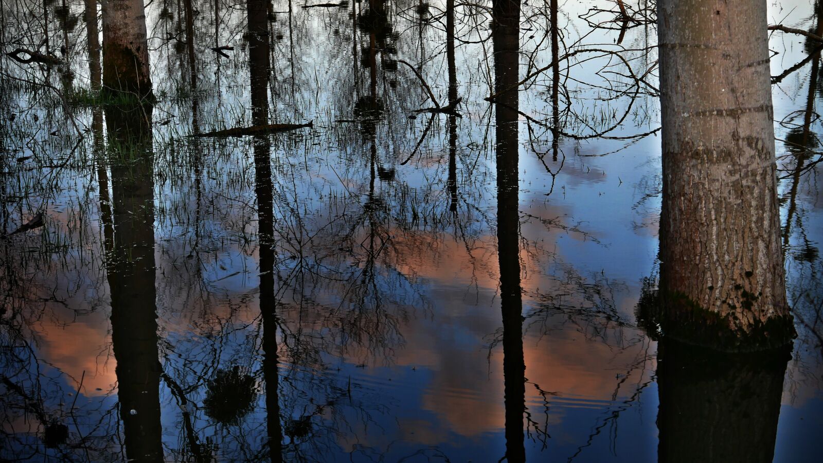 Panasonic Lumix DMC-GX85 (Lumix DMC-GX80 / Lumix DMC-GX7 Mark II) sample photo. Floods, poplars, reflections photography