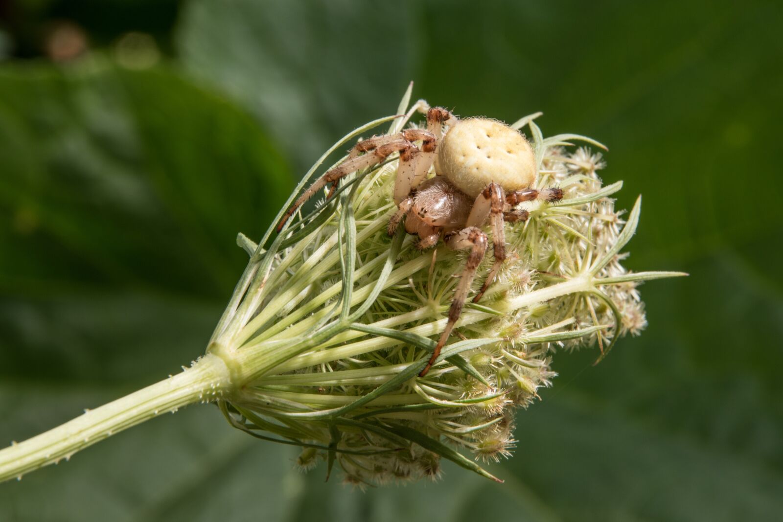 Nikon D5500 sample photo. Flower, spider, macro photography