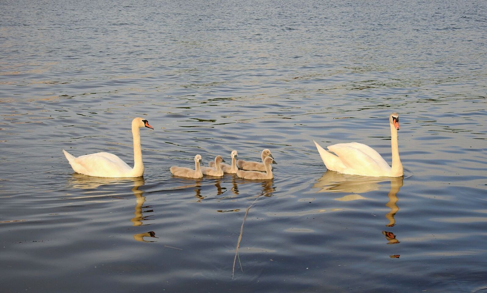 Nikon Coolpix P900 sample photo. Swans, family, river photography