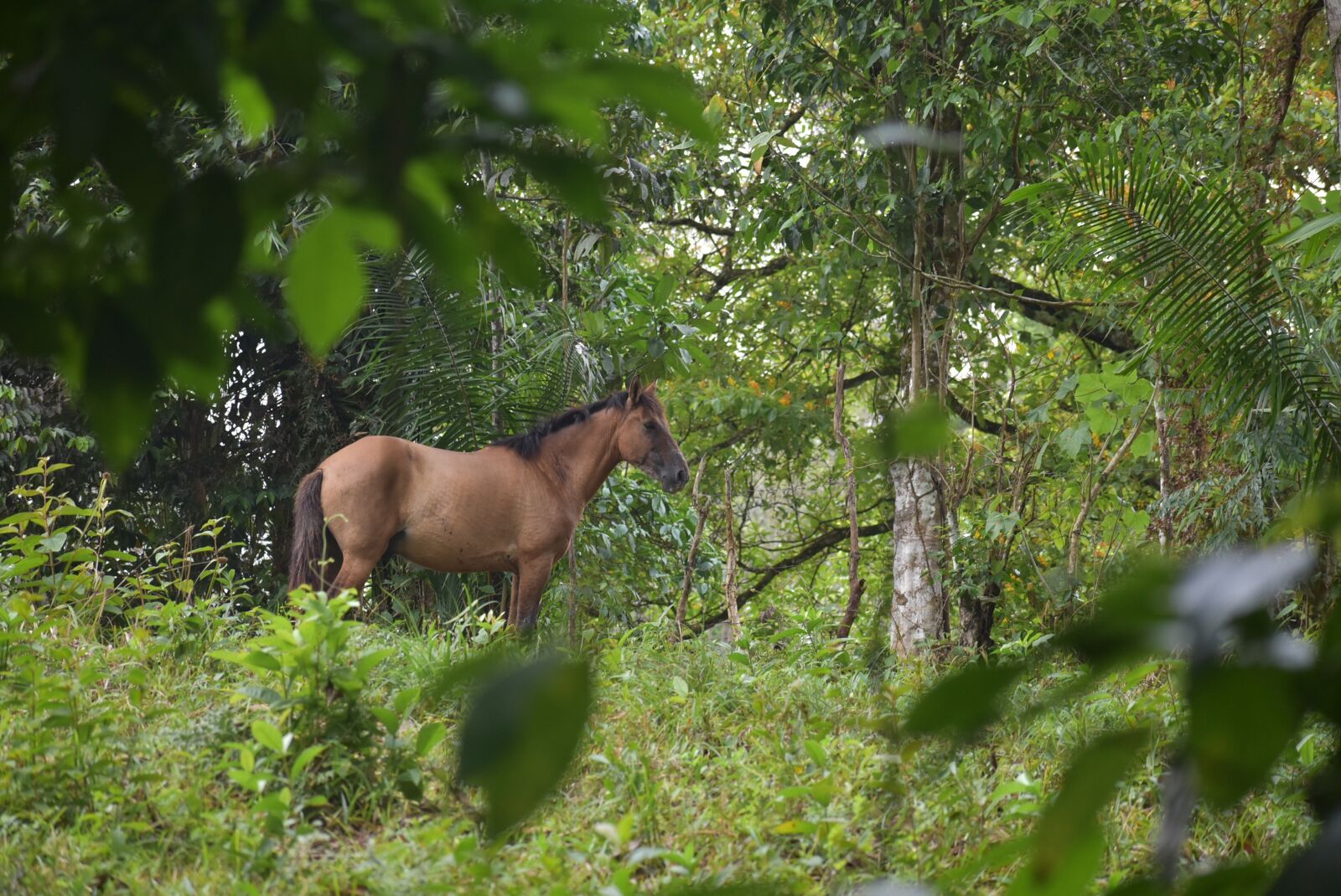 Nikon D3400 sample photo. Horse, farm, animals photography