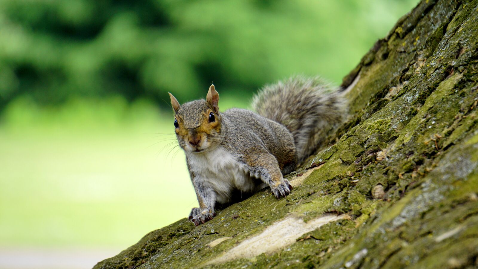 Sony E 55-210mm F4.5-6.3 OSS sample photo. Grey squirrel, wood, animal photography