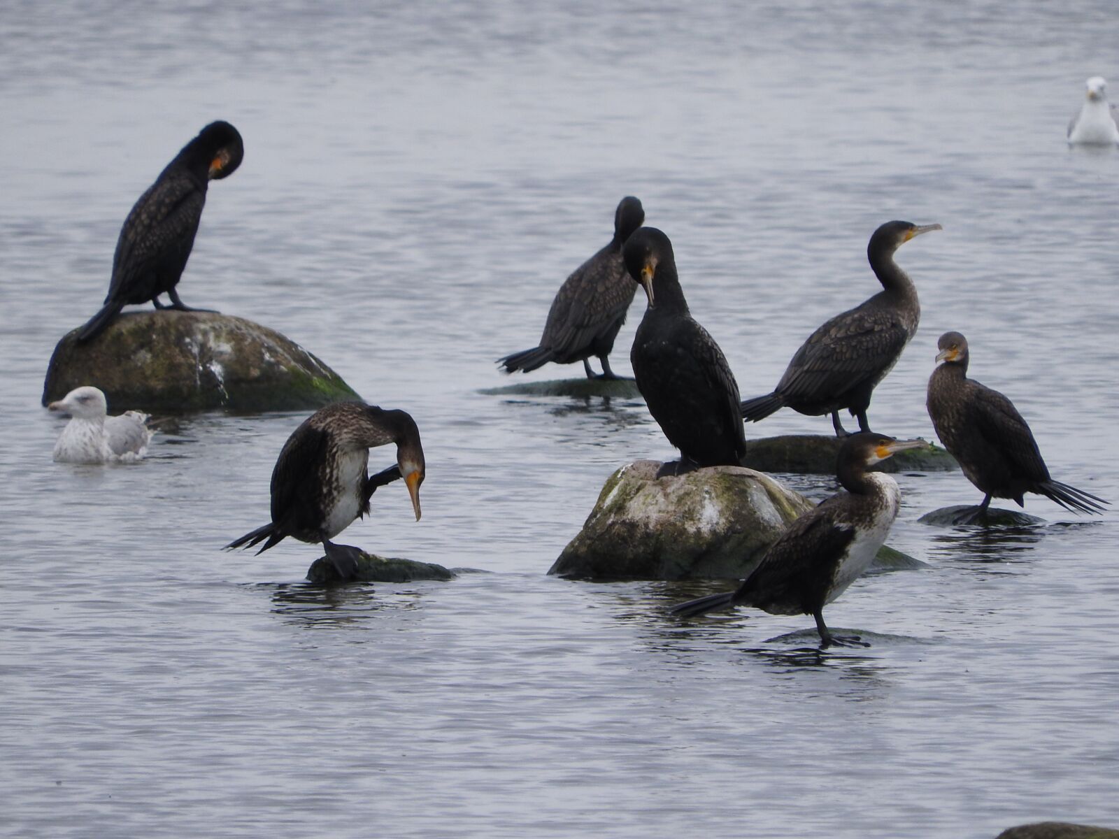 Nikon Coolpix P610 sample photo. Cormorant, covey, birds photography