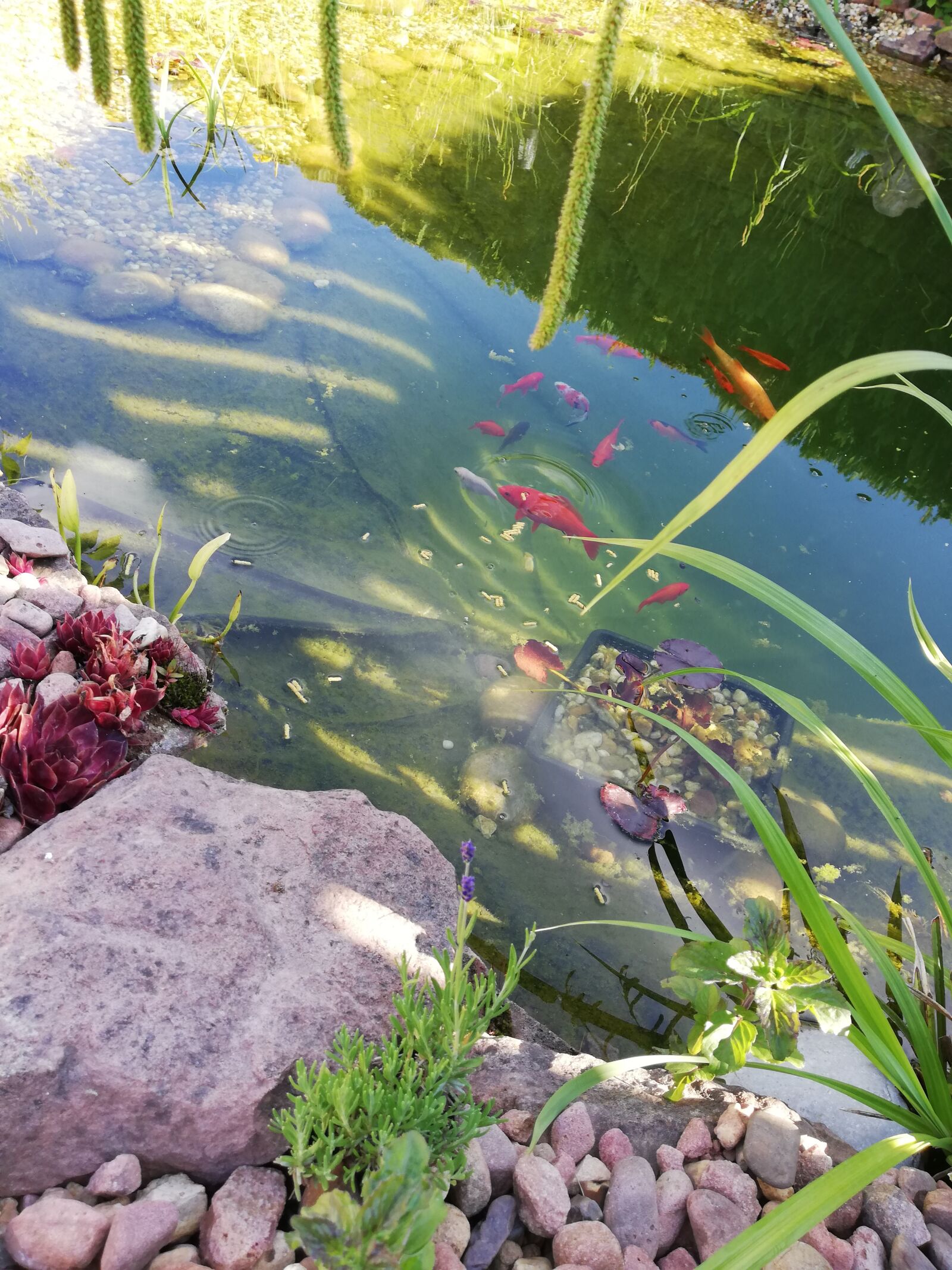HUAWEI P20 lite sample photo. Pond, water, fish photography