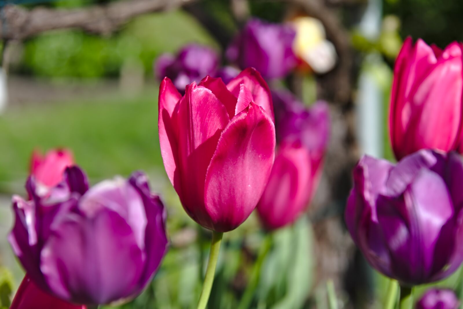 Nikon D750 sample photo. Tulips, fade, red photography