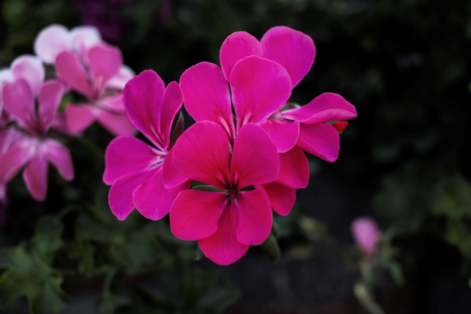 Canon EF-S 24mm F2.8 STM sample photo. Flower, pink, petal photography