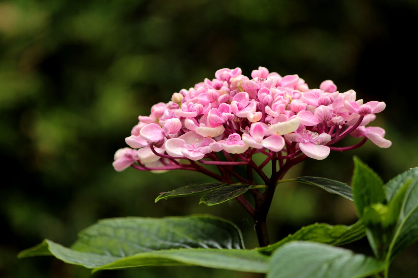 Canon EF-S 55-250mm F4-5.6 IS sample photo. Hydrangea, flower, pink photography