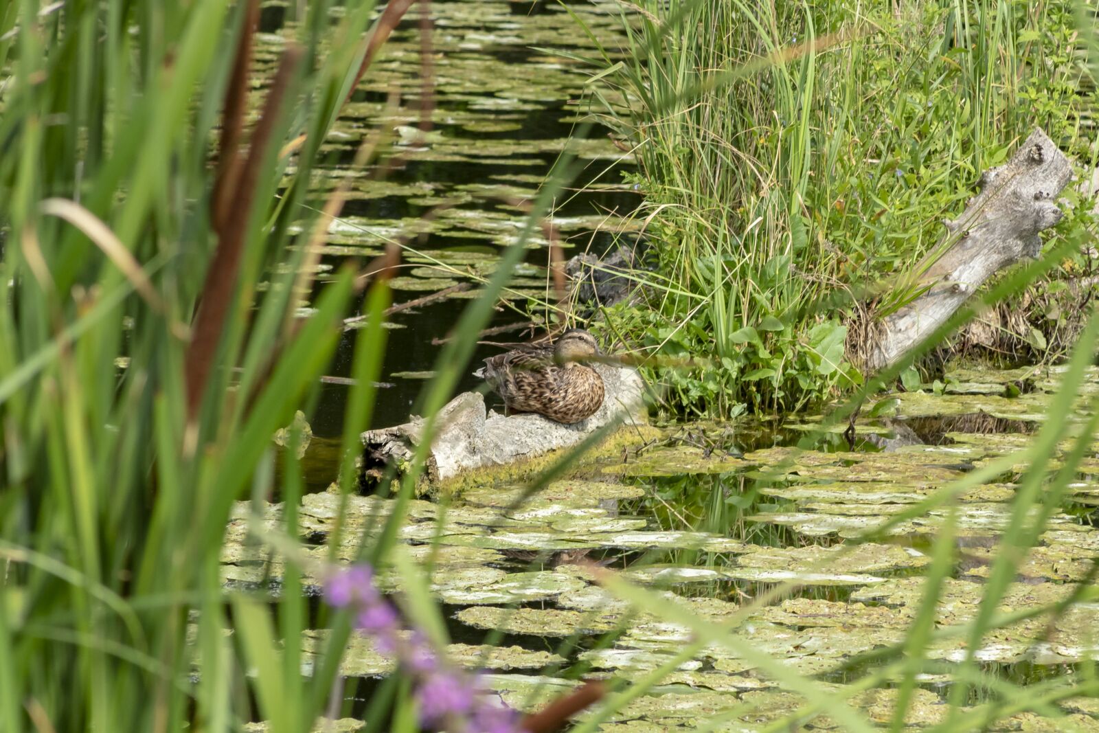 Canon EF75-300mm f/4-5.6 sample photo. Mallard duck, teal, duck photography