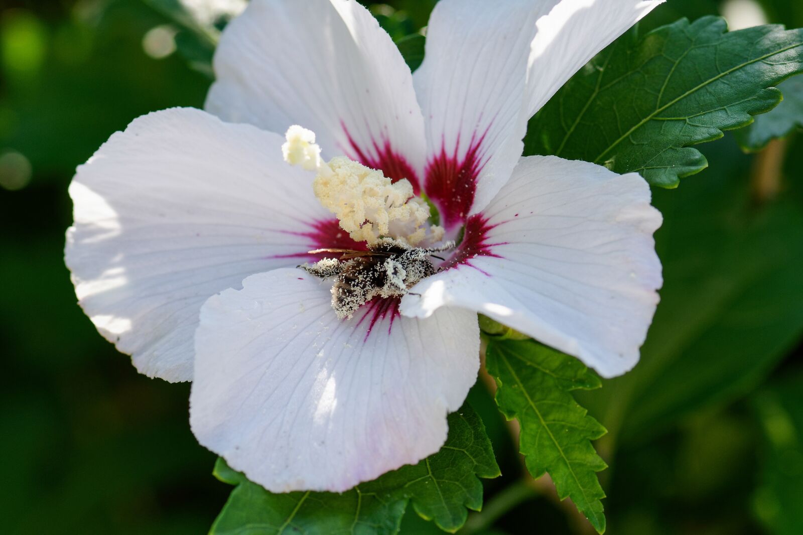 Nikon D7200 sample photo. Pollen, hummel, pollination photography