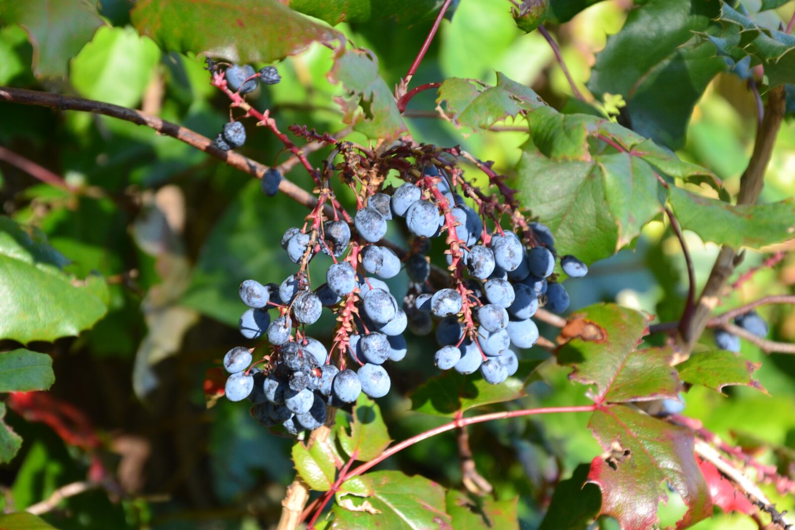 Nikon D3100 sample photo. Berries, blue, ripe photography