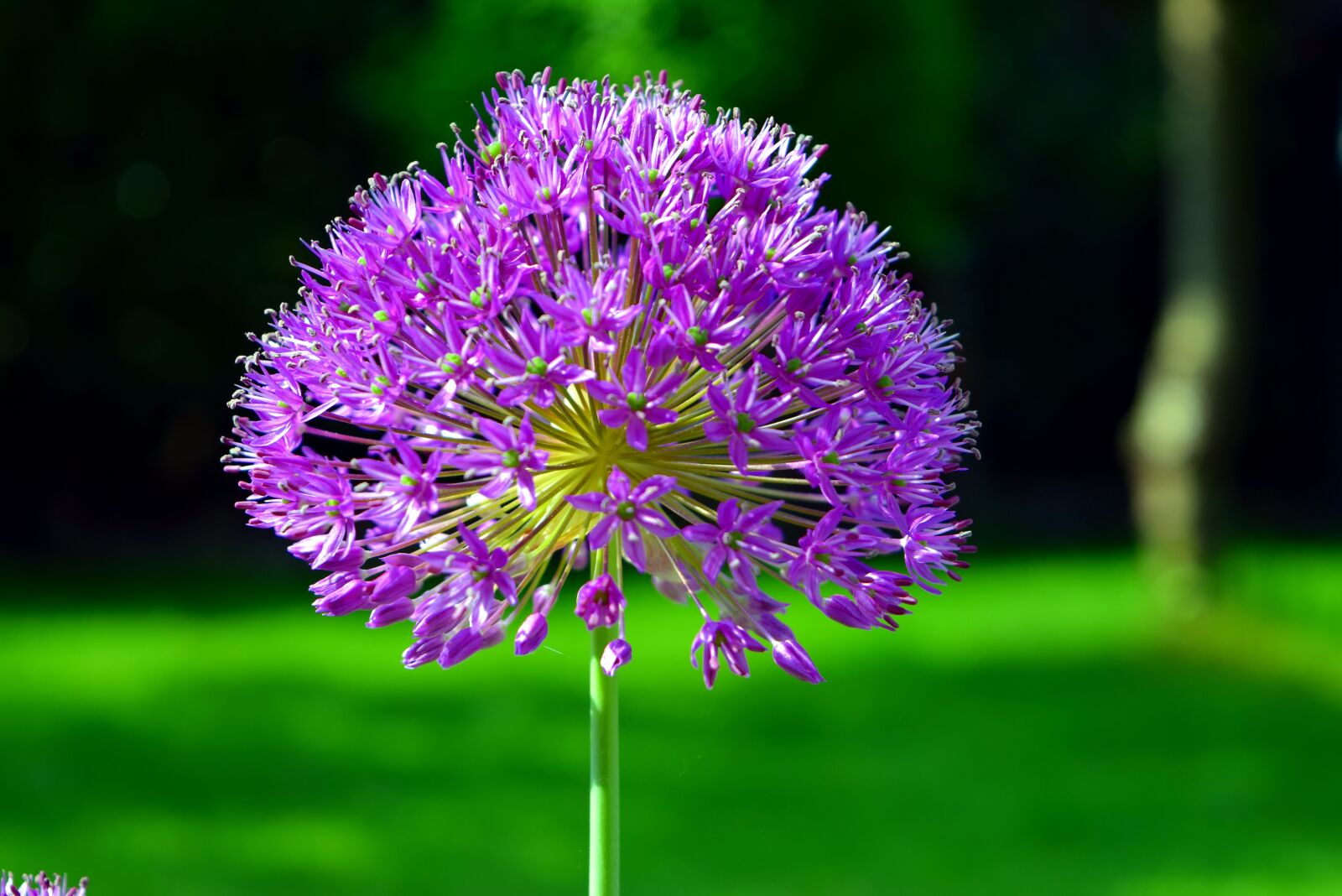 Nikon D5300 sample photo. Flower, nature, wild flower photography