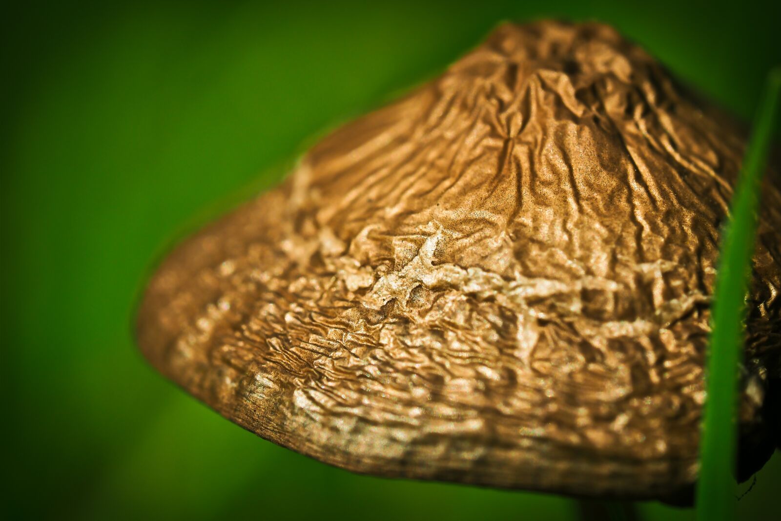 Olympus OM-D E-M10 sample photo. Meadow mushroom, mushroom, mushroom photography