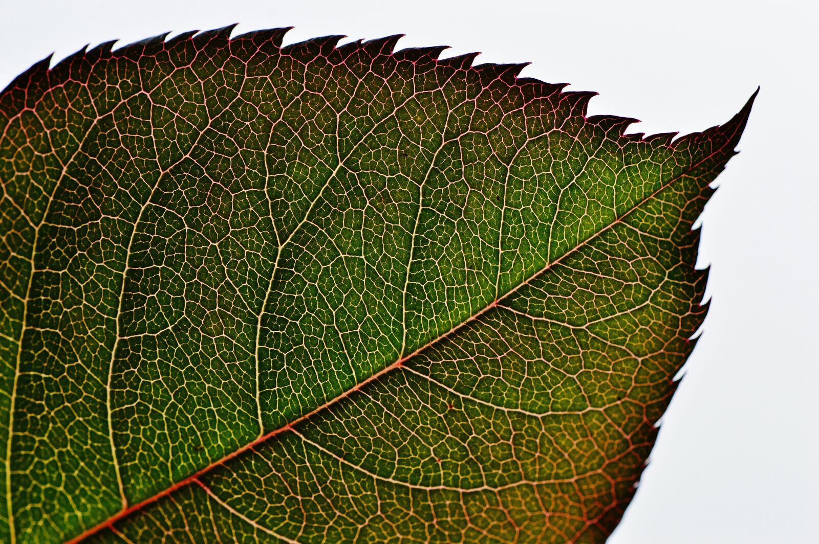 Nikon D3200 sample photo. Rosenblatt, green, plant photography