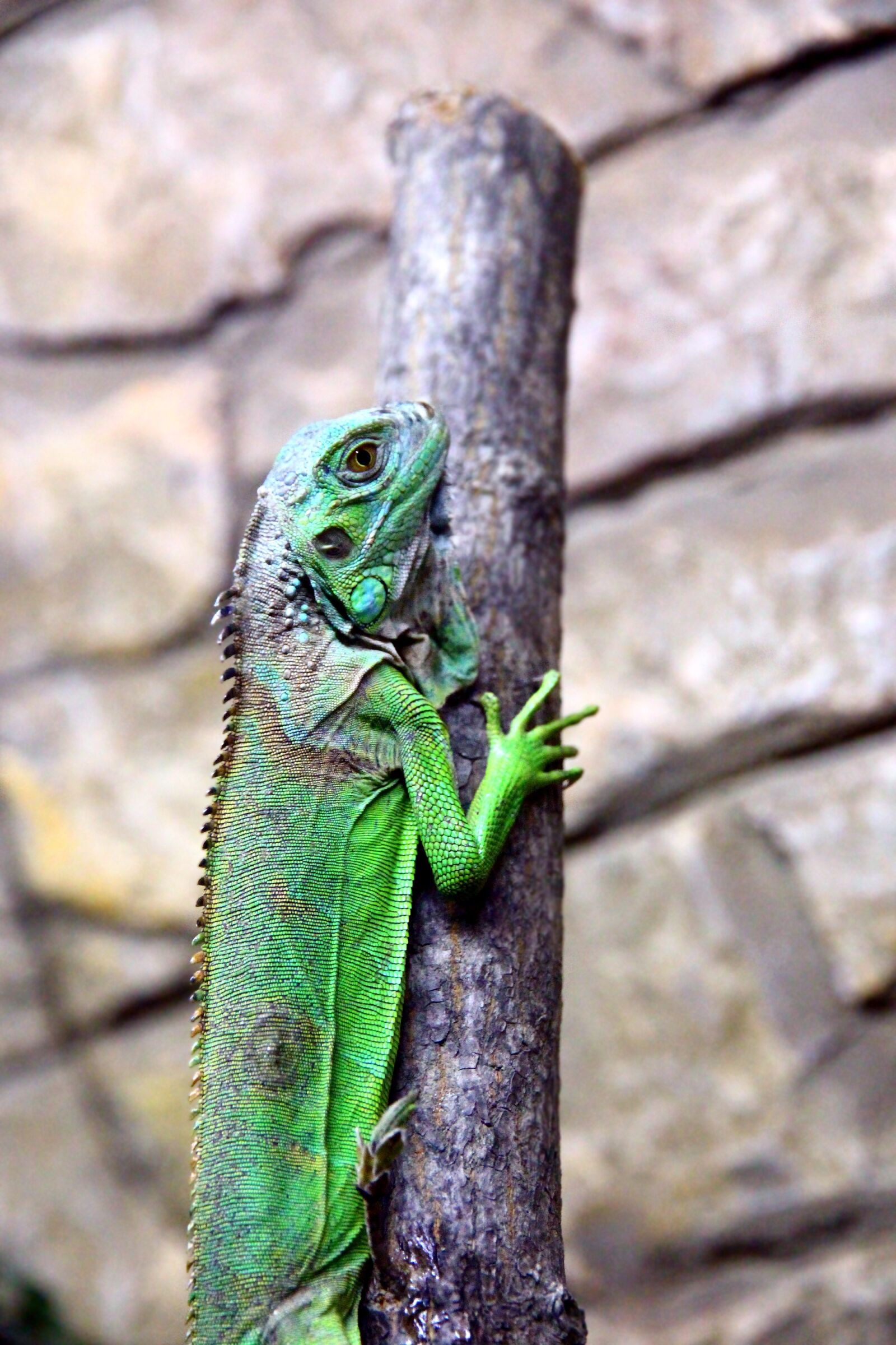 Canon EOS 650D (EOS Rebel T4i / EOS Kiss X6i) sample photo. Iguana, green iguana, post photography