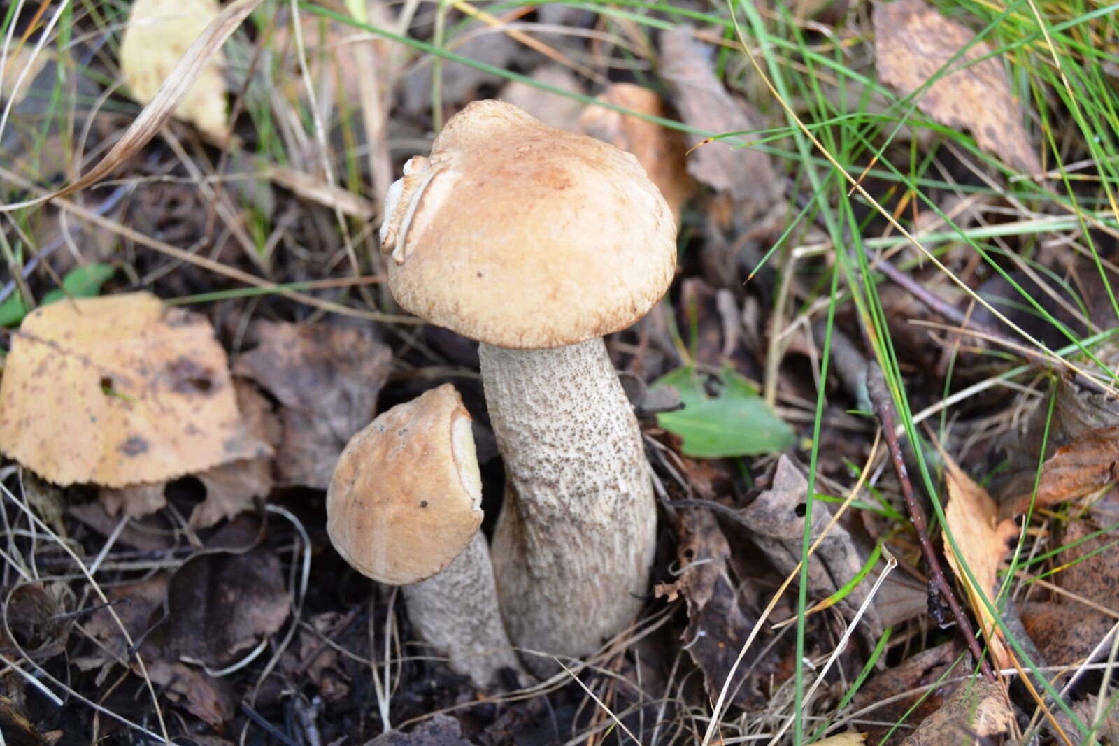 Nikon D3100 sample photo. Mushrooms, rough boletus, forest photography