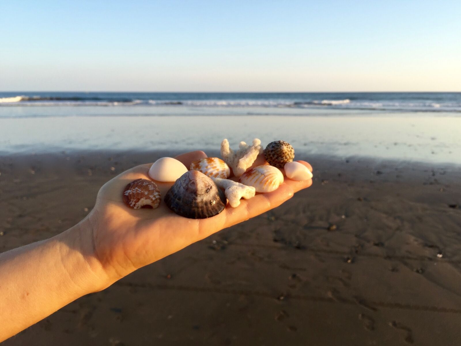 Apple iPhone 6 sample photo. Hand, seashells, ocean photography