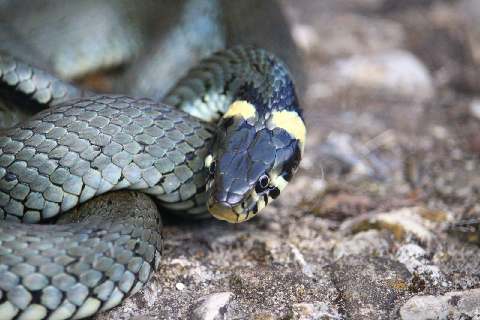 Canon EOS 100D (EOS Rebel SL1 / EOS Kiss X7) sample photo. Snake, grass snake, natter photography