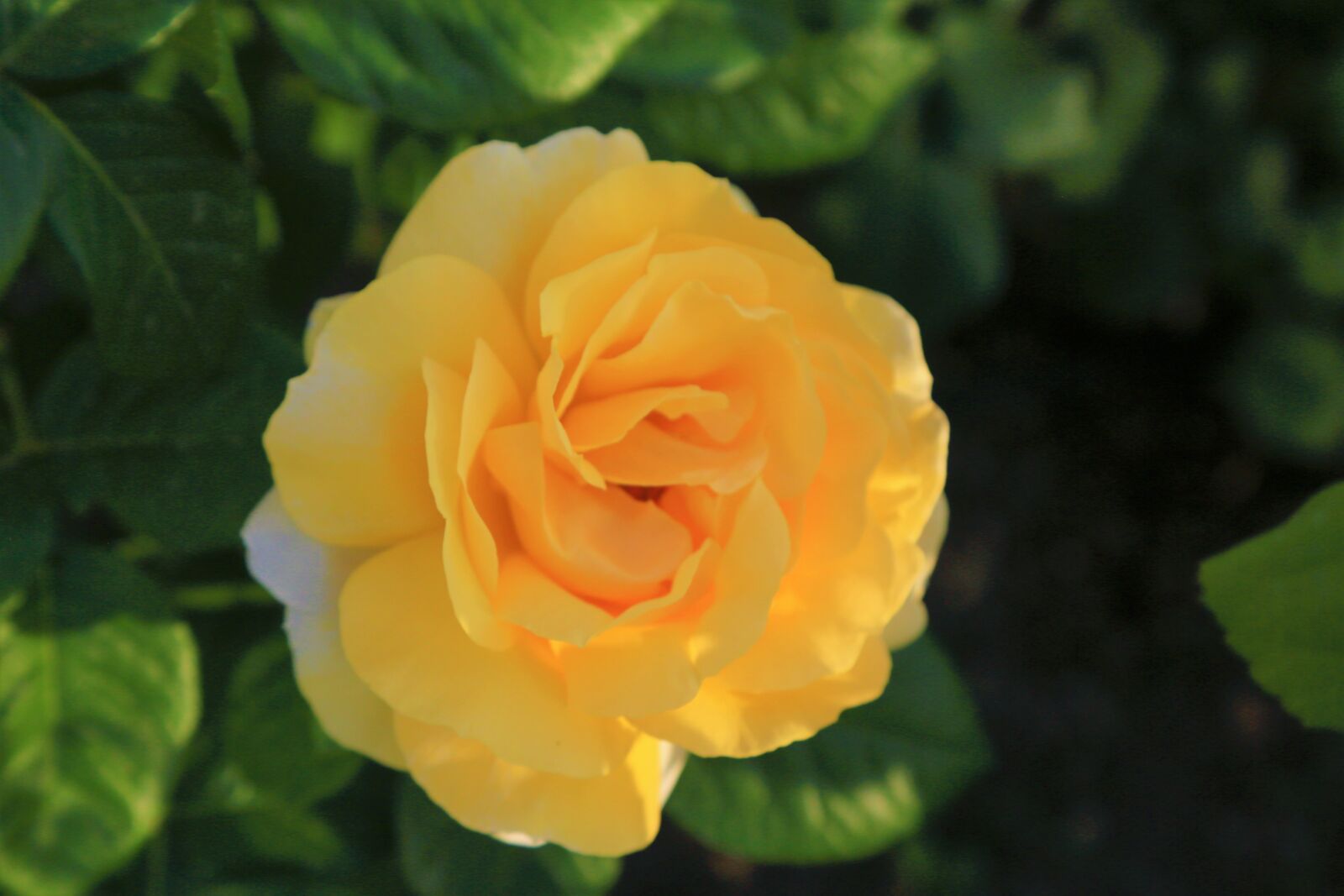 Canon EF 24-105mm F4L IS USM sample photo. Rose, yellow, spring photography