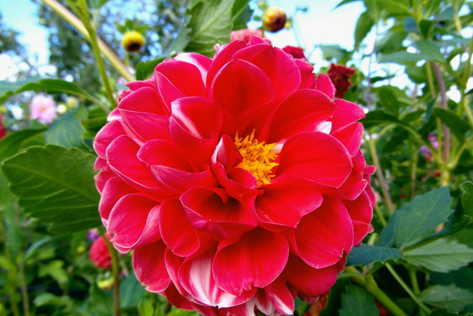 Samsung WB750 sample photo. Dalia, flower, red photography