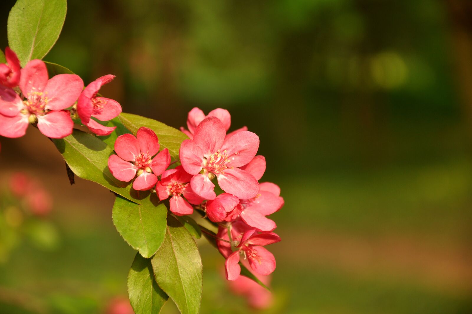 Nikon D90 sample photo. Spring, flower, flowers photography