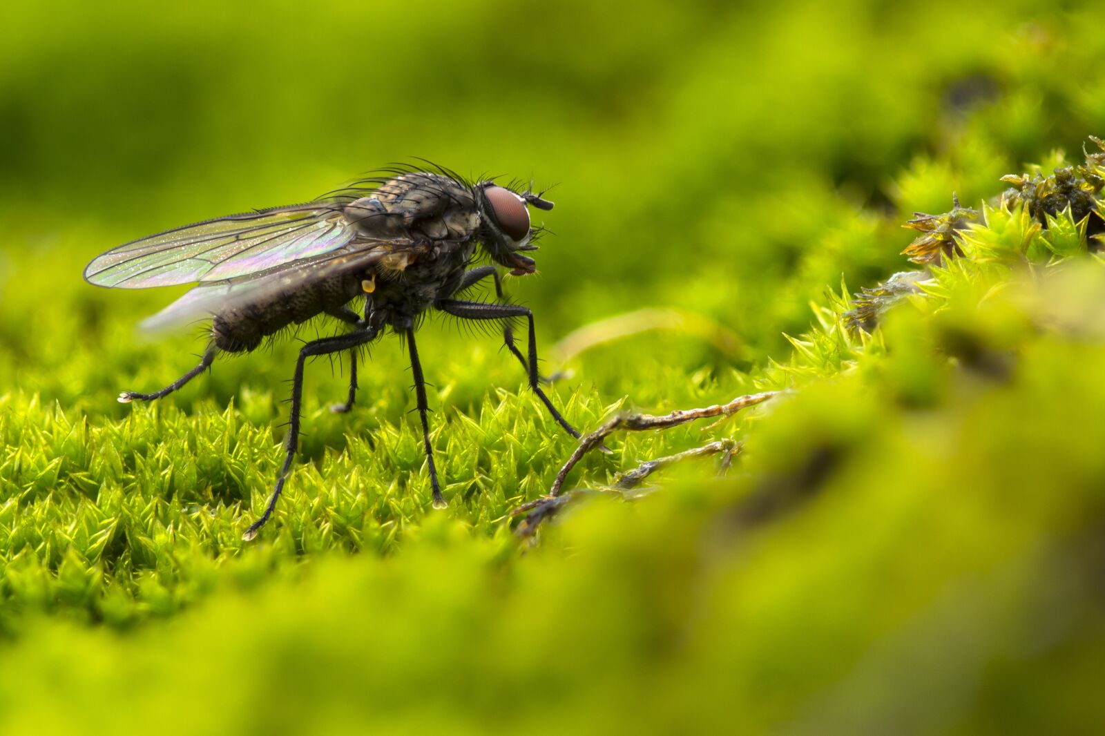 Panasonic Lumix DC-G9 sample photo. Fly, blowfly, insect photography
