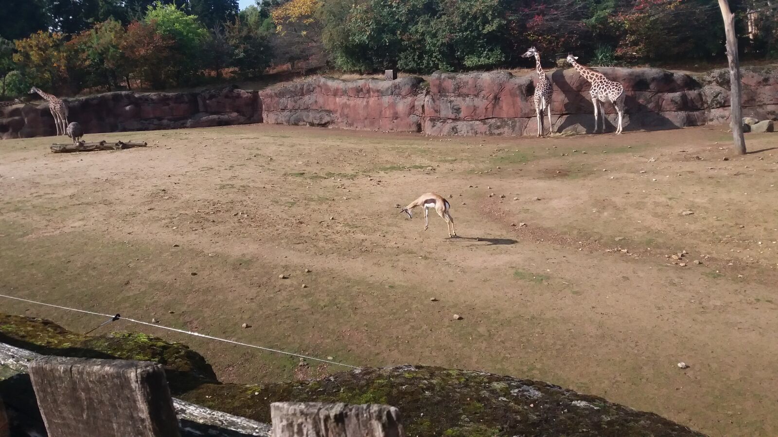 Samsung SM-J500FN sample photo. Antelope, jump, animals photography