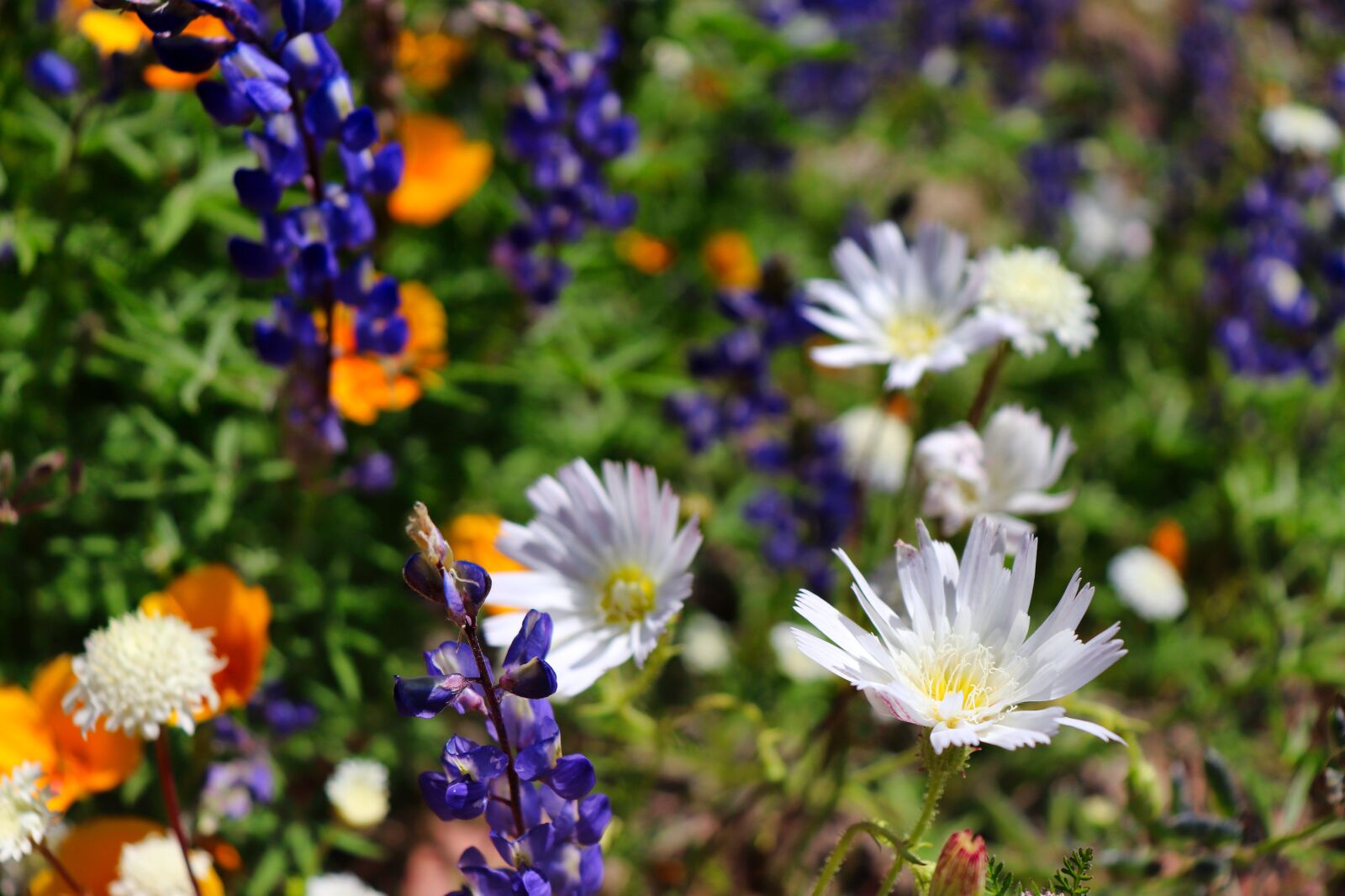 Canon EOS 200D (EOS Rebel SL2 / EOS Kiss X9) sample photo. Flowers, spring, nature photography