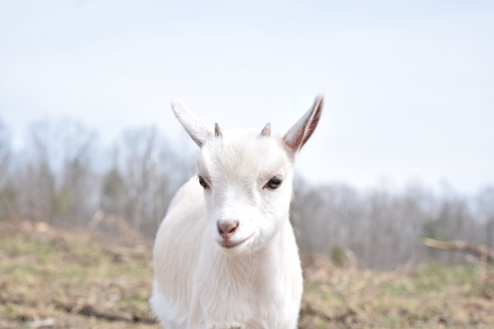 Nikon D3300 sample photo. Goat, baby, kid photography