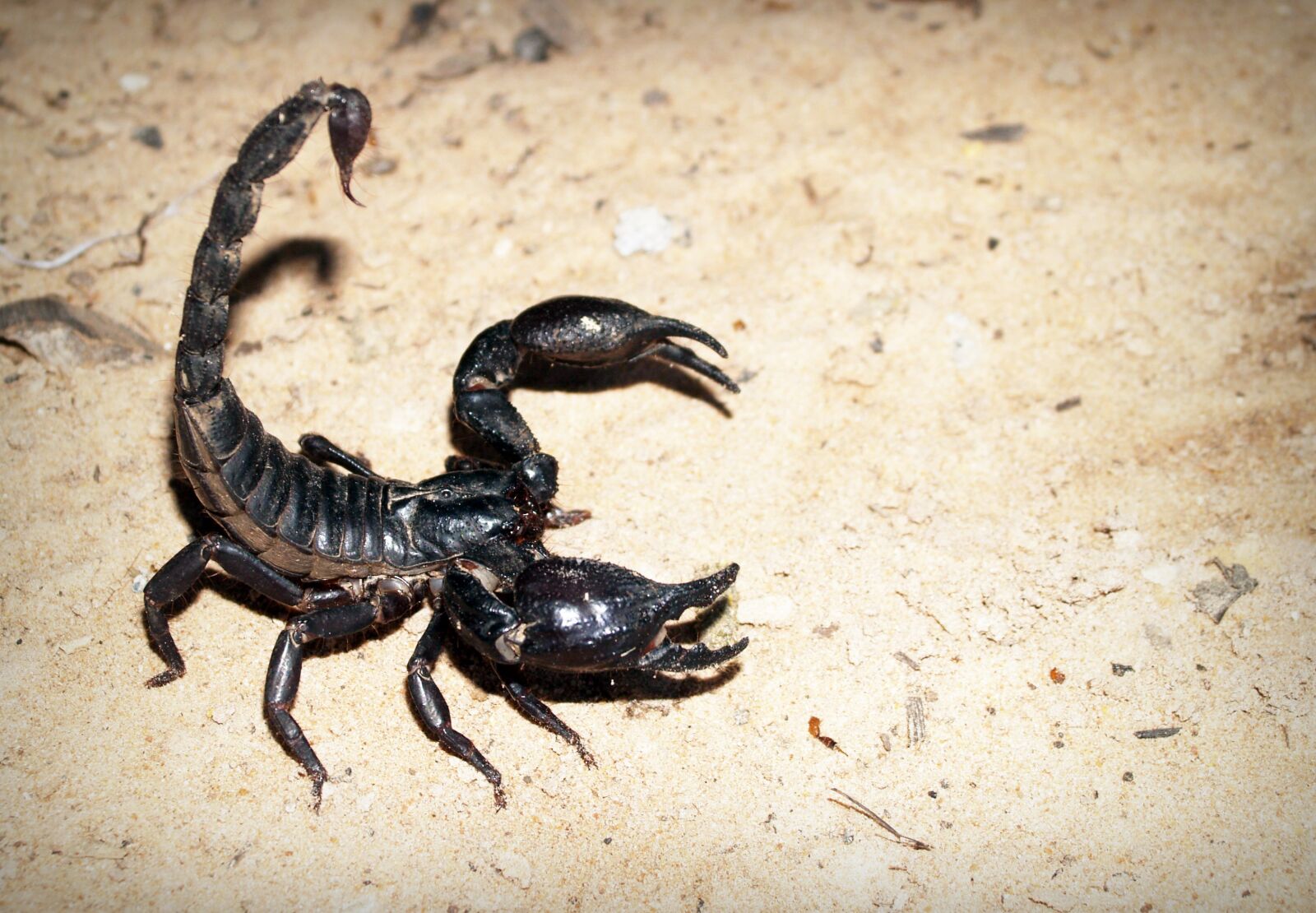 Olympus E-300 (EVOLT E-300) sample photo. Animal, background, biology, claws photography