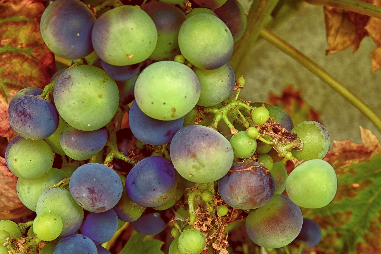 Nikon Coolpix P900 sample photo. Grapes, grapevine, vine photography