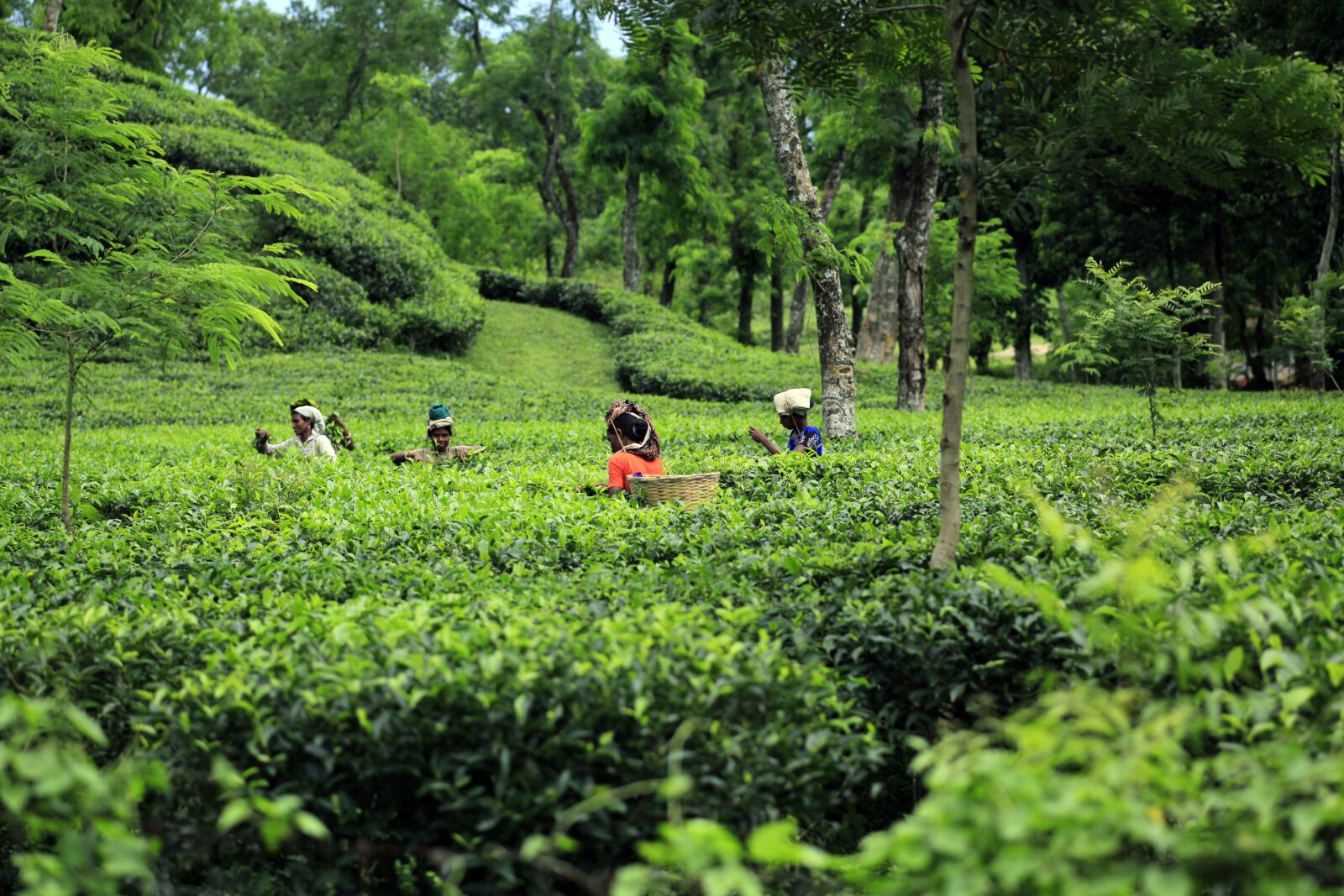 Canon EOS 5D Mark II sample photo. Bangladesh, tea, garden photography