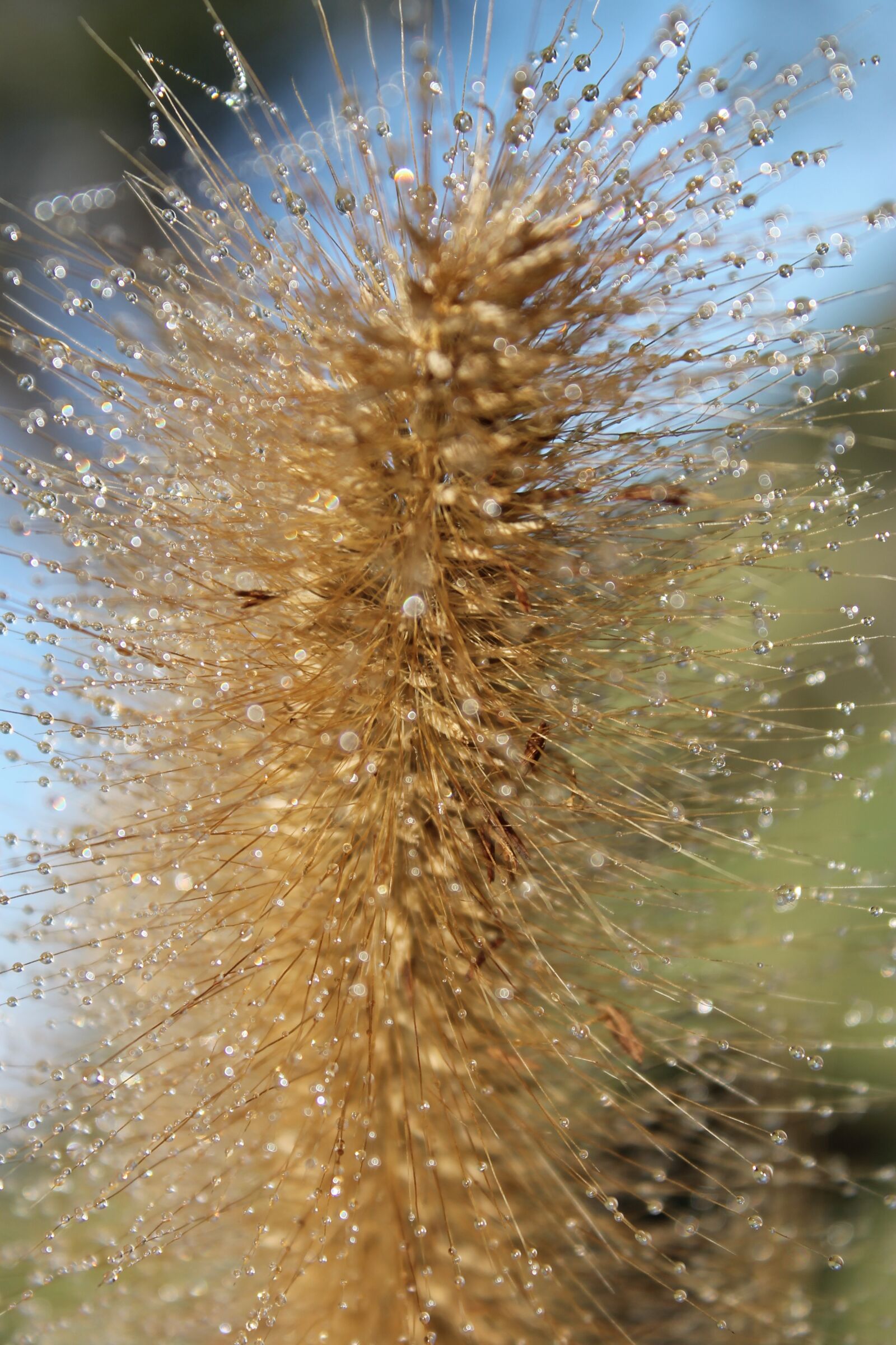 Canon EOS 1100D (EOS Rebel T3 / EOS Kiss X50) sample photo. Grass, dew, fresh photography