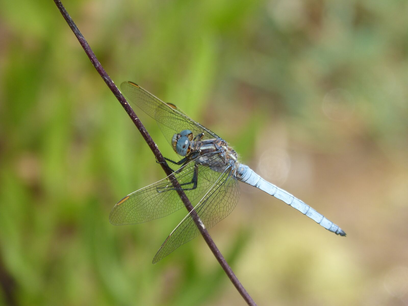 Panasonic DMC-FZ62 sample photo. Dragonfly, orthetrum brunneum, blue photography