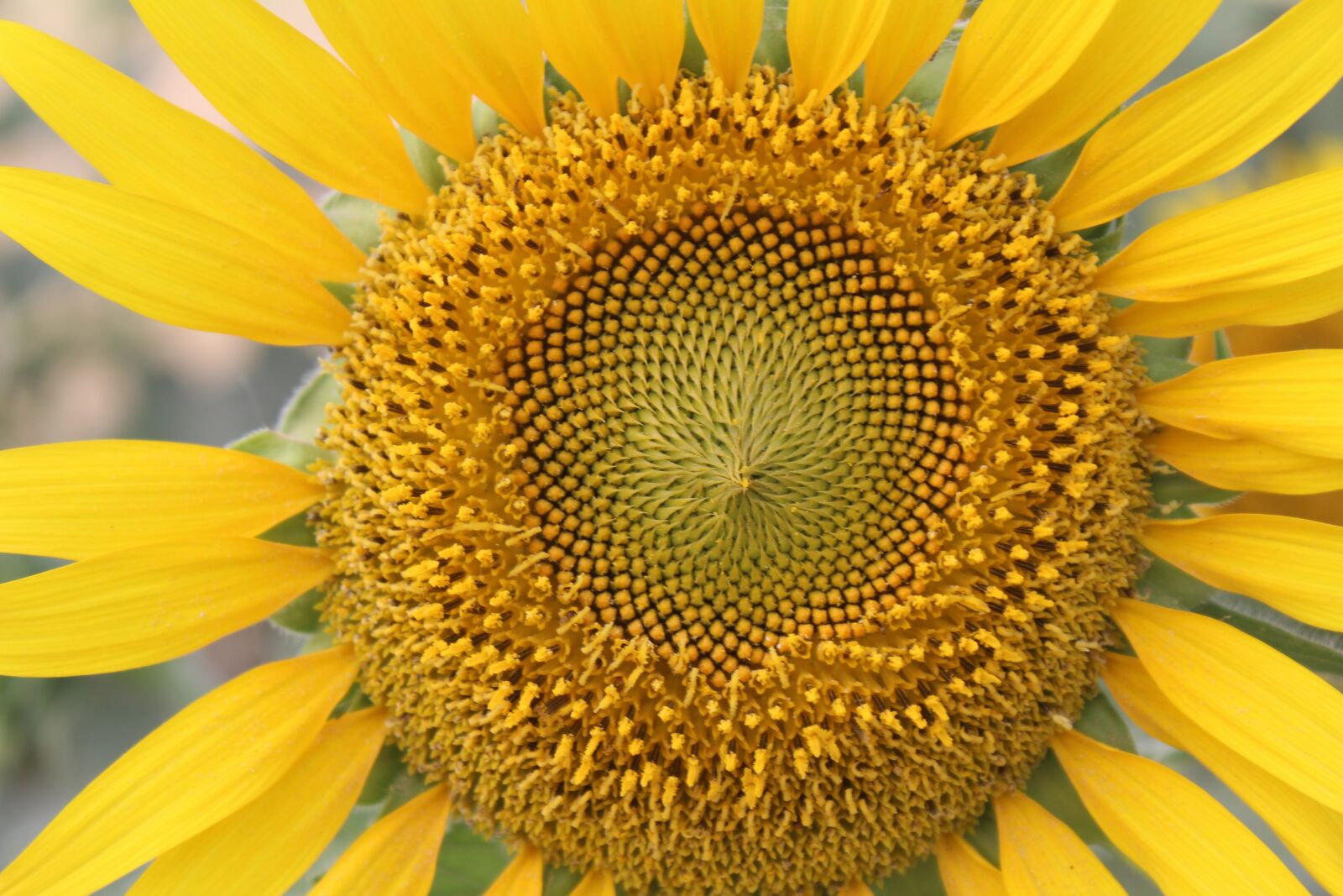 Canon EOS 1200D (EOS Rebel T5 / EOS Kiss X70 / EOS Hi) sample photo. Sunflower, yellow, flower photography
