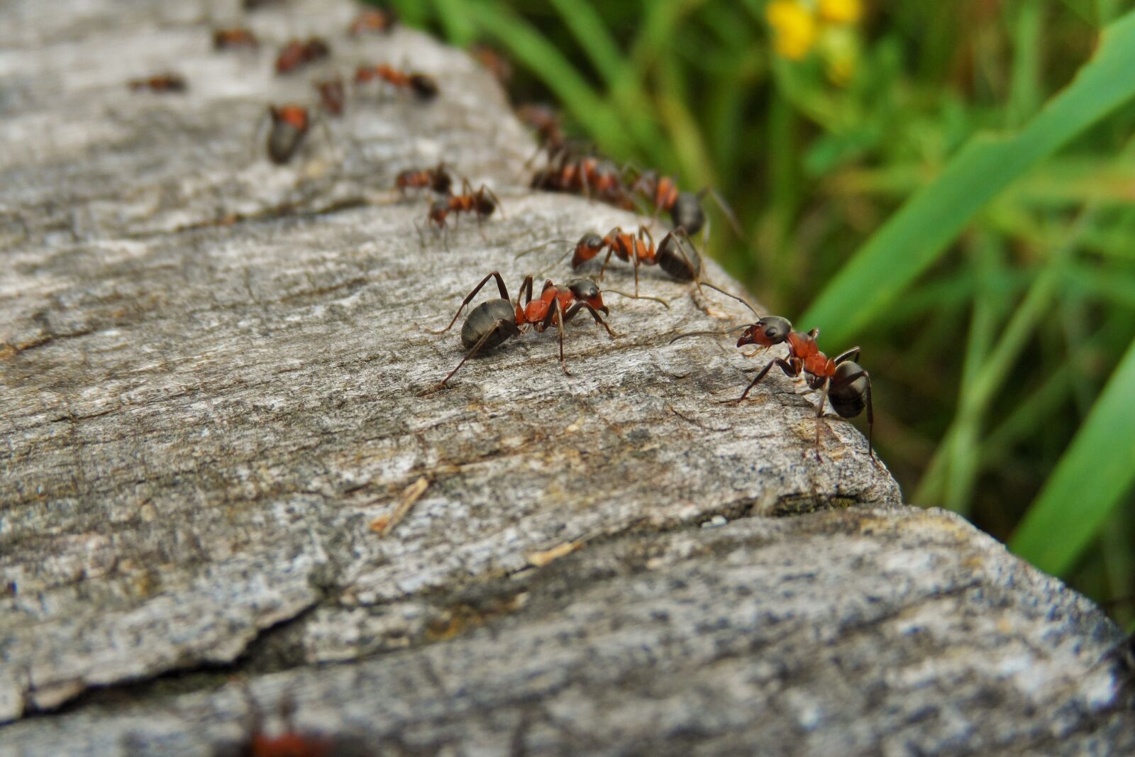 Samsung WB150 / WB150F / WB152 / WB152F / WB151 / WB151F / WB140 sample photo. Nature, ants, wood photography