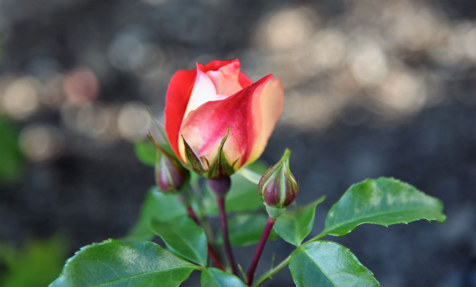 Nikon D750 sample photo. Rose, rose bloom, rosebud photography
