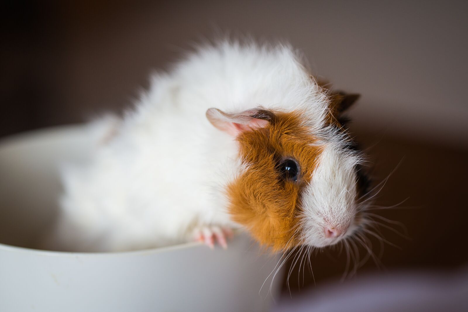 Canon EF 100mm F2.8L Macro IS USM sample photo. Guinea pig, pet, nager photography
