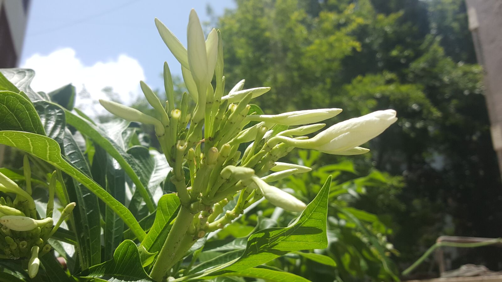 Samsung Galaxy Note5 sample photo. Flowers, garden, pink photography