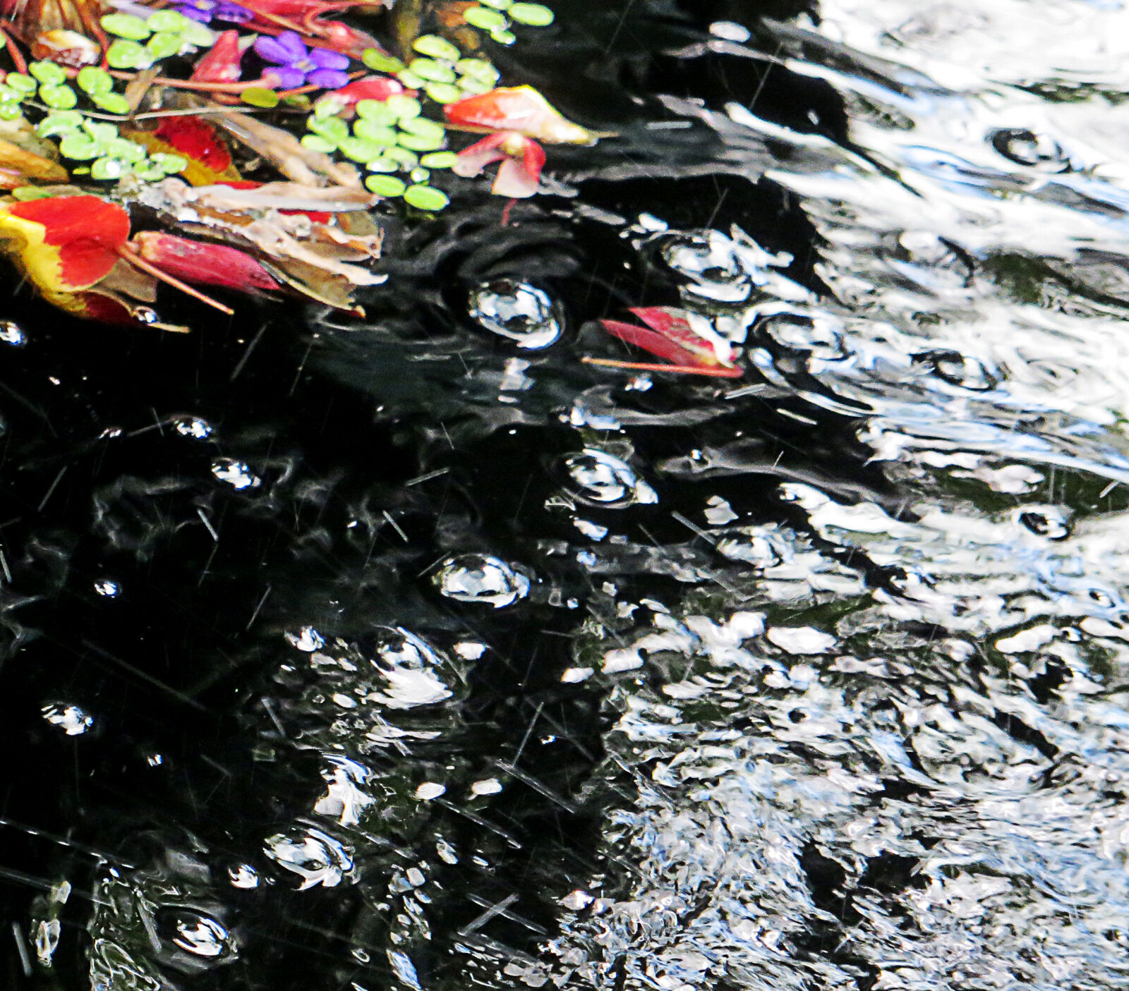 Canon PowerShot SX260 HS sample photo. Background, black, floating, flowers photography