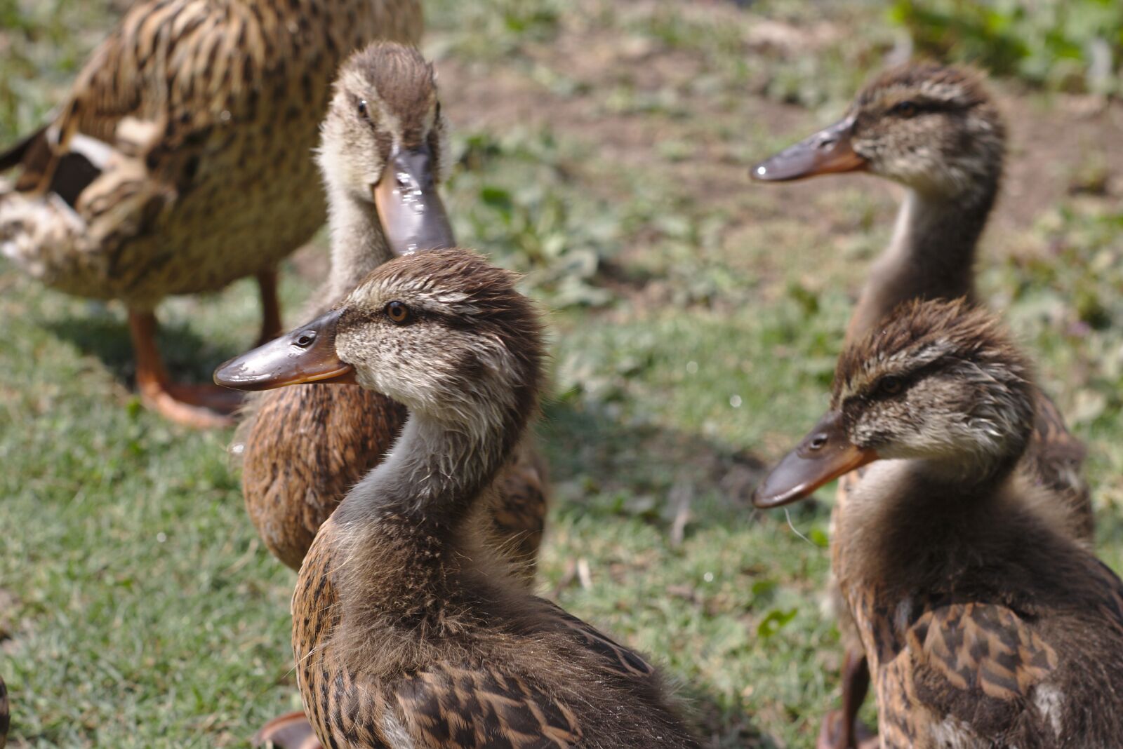 Canon EOS 750D (EOS Rebel T6i / EOS Kiss X8i) sample photo. Duck, chicks, ducklings photography