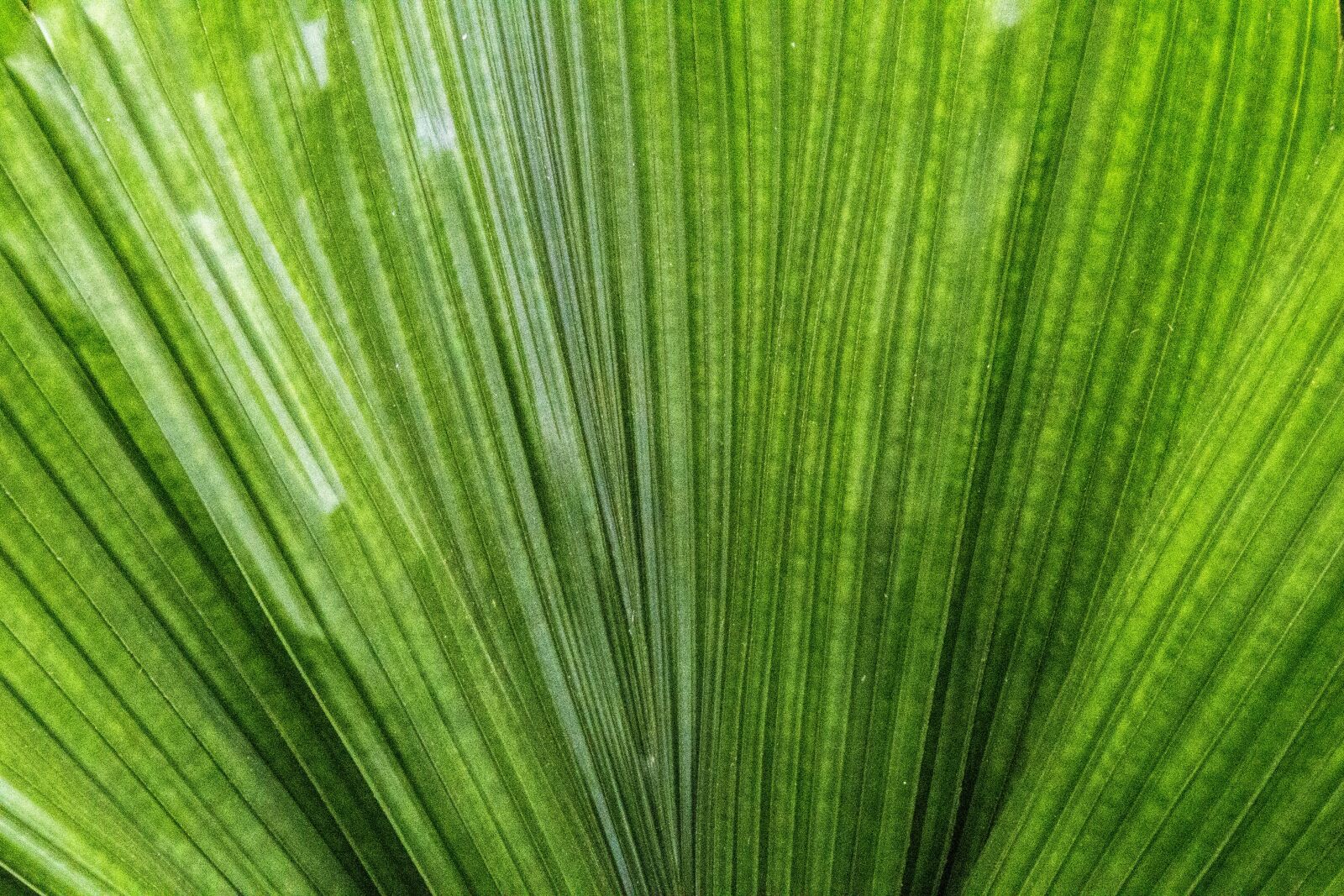 Canon EOS 700D (EOS Rebel T5i / EOS Kiss X7i) + Tamron 16-300mm F3.5-6.3 Di II VC PZD Macro sample photo. Palm leaf, leaf, plant photography