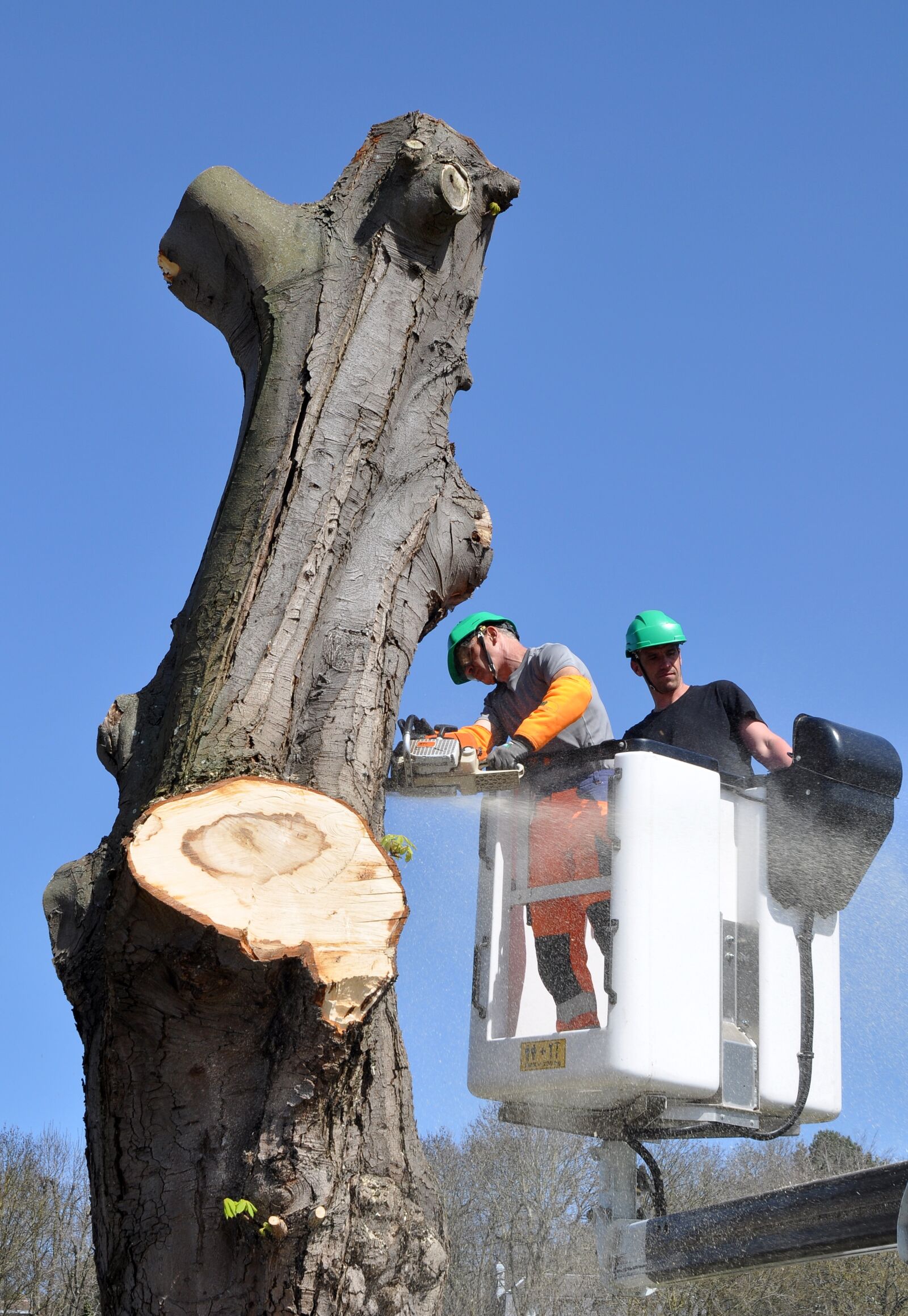 Nikon D90 sample photo. Trunk, tree, tree trunk photography